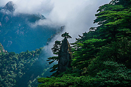 黄山云海与松树