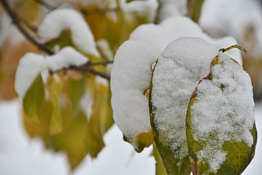 雪中树叶