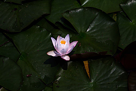 睡莲,莲花,金鱼,红鲫鱼