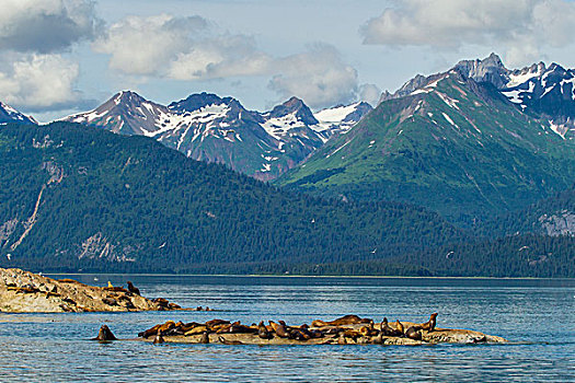 美国,阿拉斯加,冰河湾国家公园,海狮,休息,戈登,画廊