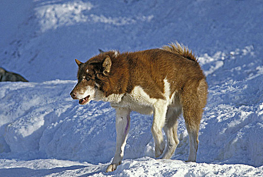 西伯利亚,哈士奇犬,狗,站立,雪