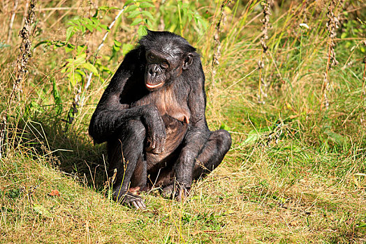 倭黑猩猩,非洲,女性,成年,俘获,阿培尔顿,格尔德兰,荷兰,欧洲