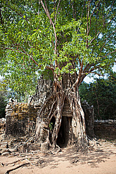 入口,遮盖,巨树,根,收获,柬埔寨