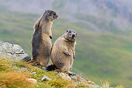 阿尔卑斯山土拨鼠,旱獭,两个,站立,上陶恩山国家公园,奥地利