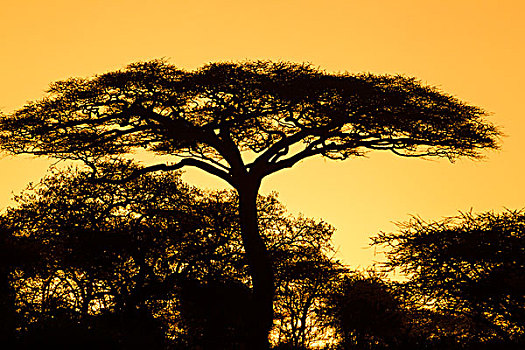 剪影,刺槐,站立,高处,树,黄色,发光,天空,开端,日出,恩戈罗恩戈罗,保护区,坦桑尼亚