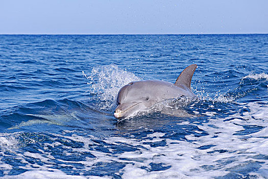 宽吻海豚,水边,表面,加勒比海,海湾群岛,洪都拉斯