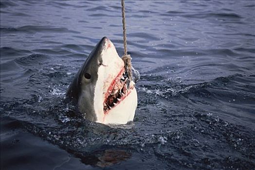 大白鲨,沙鲨属,进食,线条,岛屿,澳洲南部