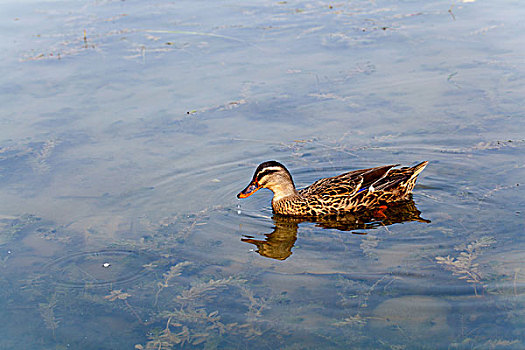 在湖面上嬉戏的野鸭
