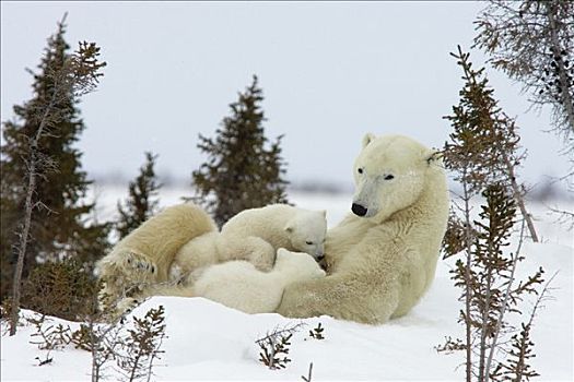 北极熊,三个,老,幼兽,哺乳,母兽,白云杉,脆弱,瓦普斯克国家公园,曼尼托巴,加拿大