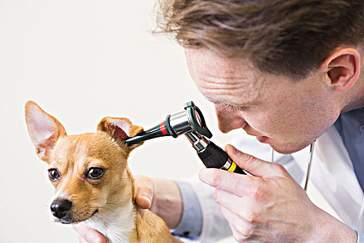 兽医,检查,耳,狗,耳镜,诊所