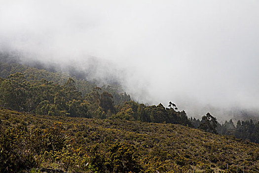 云,刷,树,哈莱亚卡拉国家公园,毛伊岛