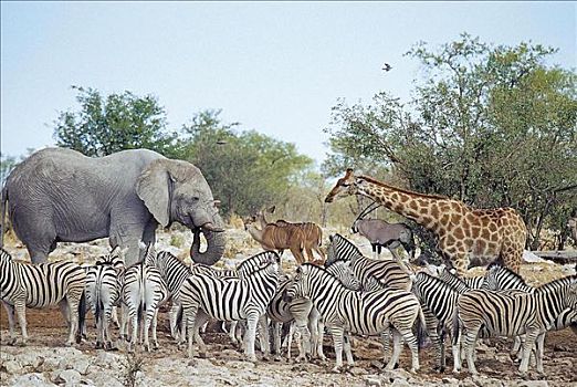 哺乳动物,斑马,大象,非洲象,捻角羚,羚羊,大捻角羚,埃托沙国家公园,纳米比亚,非洲,动物