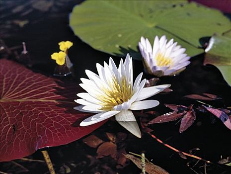 荷花,生长,水系,奥卡万戈三角洲,安哥拉,奥卡万戈河,沼泽,区域,英里