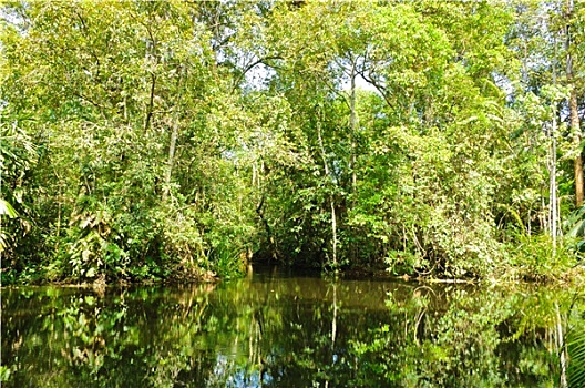 沼泽,树林,泰国