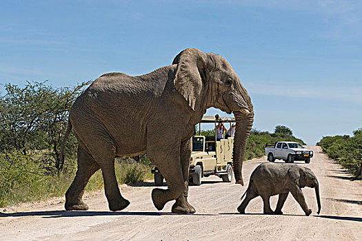 年轻,道路,正面,旅游,游戏,埃托沙国家公园,纳米比亚,非洲