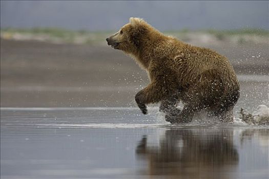 大灰熊,棕熊,成年,女性,追逐,三文鱼,卡特麦国家公园,阿拉斯加