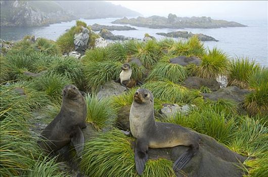 南极软毛海豹,毛海狮,休息,绿色,草丛,海滩,靠近,海洋,雾状,晚间,南乔治亚,南大洋,南极辐合带