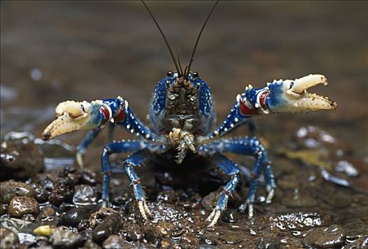 刺状,小龙虾,防卫姿势,国家公园,澳大利亚