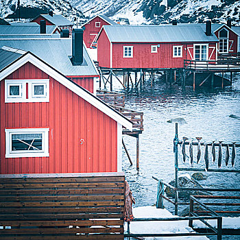 红色,鳕鱼干,罗弗敦群岛,挪威
