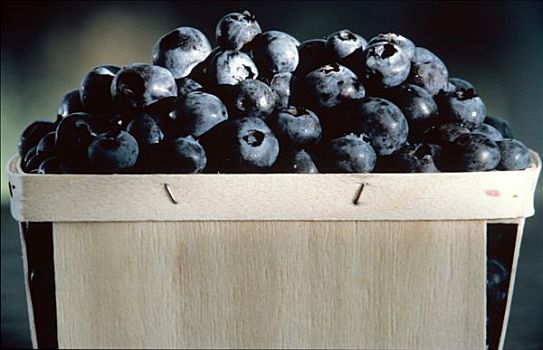 容器,蓝莓