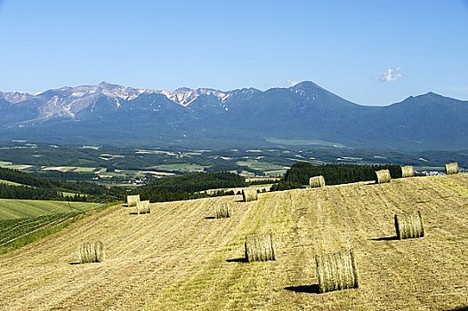 稻草,十胜岳山