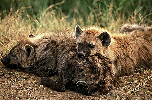 斑鬣狗,成年,睡觉,马赛马拉,公园,肯尼亚
