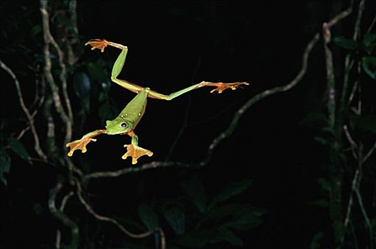 滑行,跳跃,雨林,哥斯达黎加