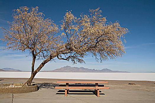 野餐桌,树,公路,盐滩,犹他