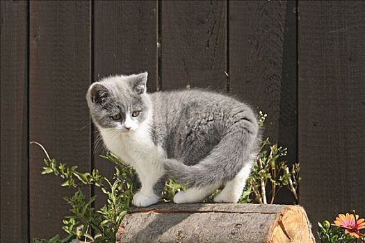 英国短毛猫,小猫,10星期大,老,站立,方形,木头