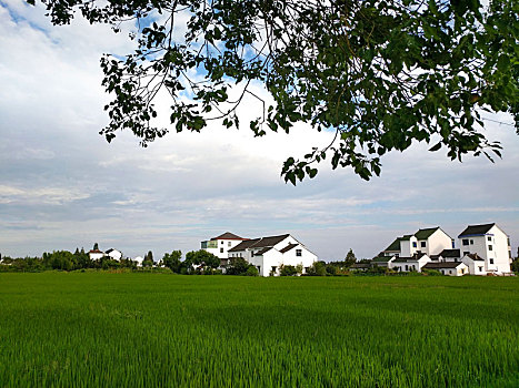 田园风光,乡村美景