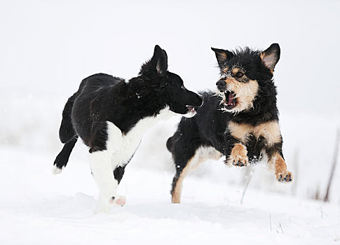 博德牧羊犬,小动物,4个月,杂交品种,狗,玩雪,巴登符腾堡,德国,欧洲