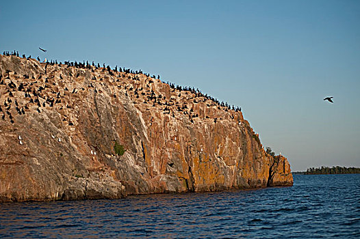 鸟,悬崖,湖,木,安大略省,加拿大