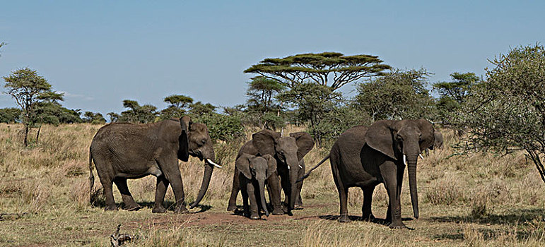 非洲大象012