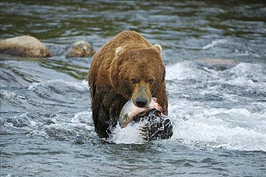 棕熊,熊,走,抓住,三文鱼,布鲁克斯河,溪流,瀑布,卡特麦国家公园,阿拉斯加,美国
