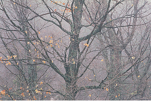 糖枫,树林,冬天,阿尔冈金省立公园,安大略省,加拿大