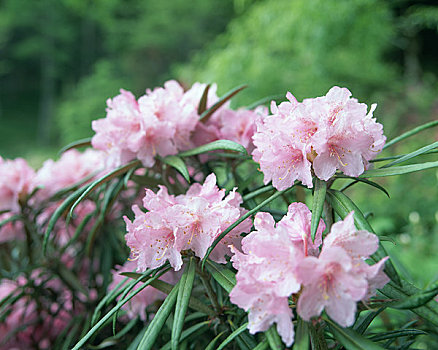 杜鹃花属植物