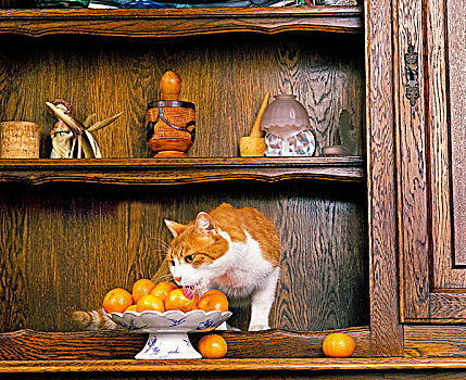家猫,嗅,舔,橘子