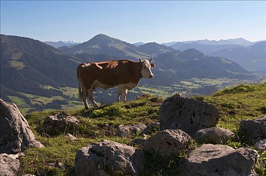 母牛,草场,奥地利,欧洲