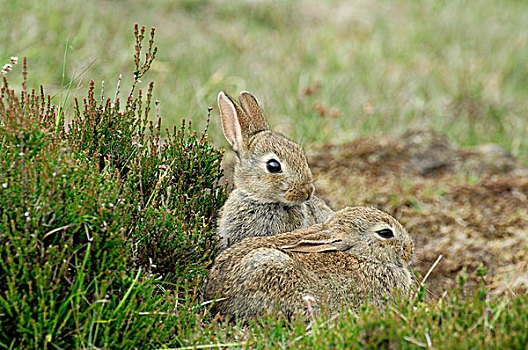 欧洲兔,兔豚鼠属,一对,费吕沃,国家公园,格尔德兰,荷兰