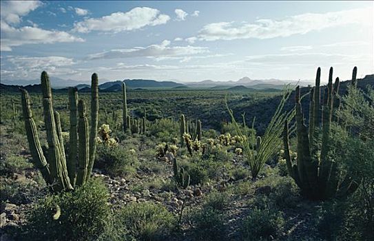 沙漠植被,管风琴仙人掌国家保护区,索诺拉沙漠,亚利桑那