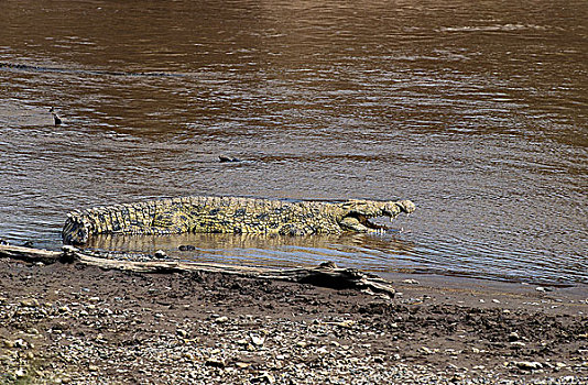 尼罗鳄,成年,进入,河,马赛马拉,公园,肯尼亚