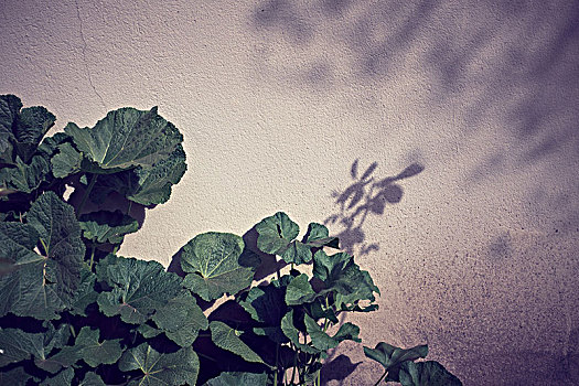 影子,叶子,墙壁