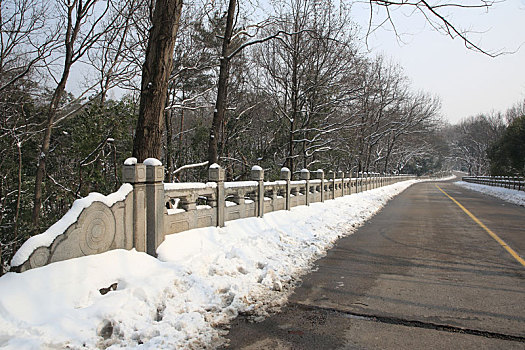 冬季林间雪后风景