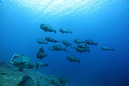 鱼群,巴厘岛,印度尼西亚
