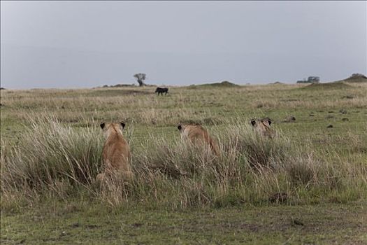 三个,雌狮,狮子,看,水牛,地点,马赛马拉国家保护区,肯尼亚