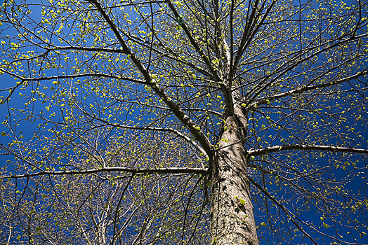 落叶树,出现,芽,蓝天,春天,勒奴地耶地区,魁北克,加拿大,北美