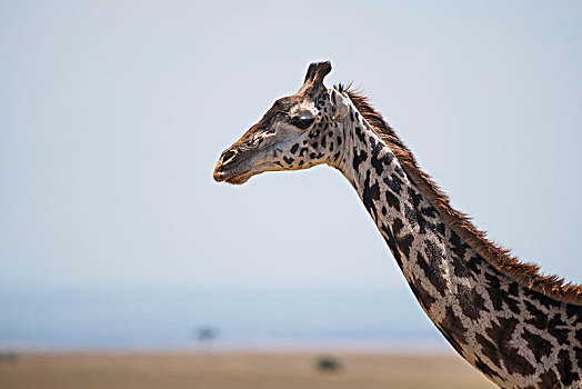 长颈鹿,室外,头部,颈部,非洲,大草原,阳光,情侣,小,金合欢树,背景,肯尼亚