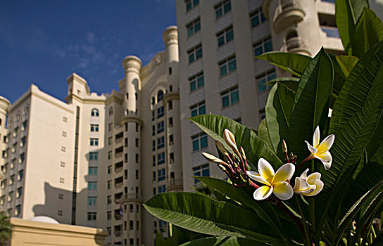 阿联酋,迪拜,黄色,鸡蛋花,花,棕榈树,公寓楼