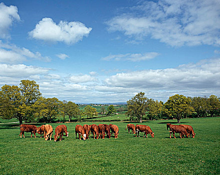 牛,放牧,爱尔兰