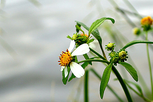 野草